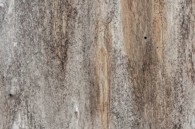 Kabuksuz düğümve çatlaklar ile gri eski kavak ağacının güzel bir yatay doku