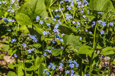 Mavi unut-me-değil çiçekler Primrose çiçekleri ile güzel yeşil yaprakları baharda çiçek