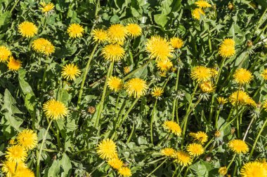 Sarı karahindiba bir grup baharda bir parkta yaprak ve çim yeşil bir arka plan üzerinde büyümek