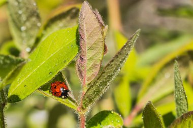 Yaz aylarında bahçede yağmur dan sonra hanımeli yeşil yaprakları üzerinde su damlaları ile parlak kırmızı ve siyah uğur böceği