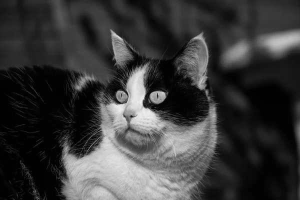 Una foto en blanco y negro de un hermoso gato adulto joven blanco y negro con grandes ojos — Foto de Stock