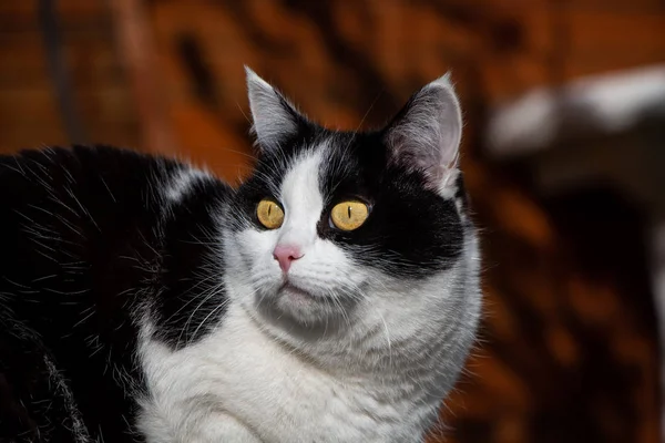 Foto de un hermoso gato adulto joven blanco y negro con grandes ojos amarillos —  Fotos de Stock