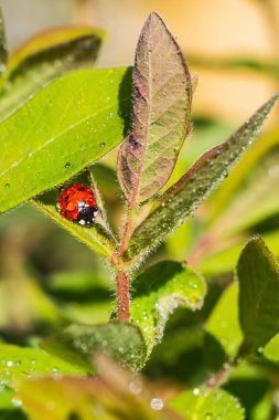 Yaz aylarında bahçede yağmur dan sonra hanımeli yeşil yaprakları üzerinde su damlaları ile parlak kırmızı ve siyah uğur böceği
