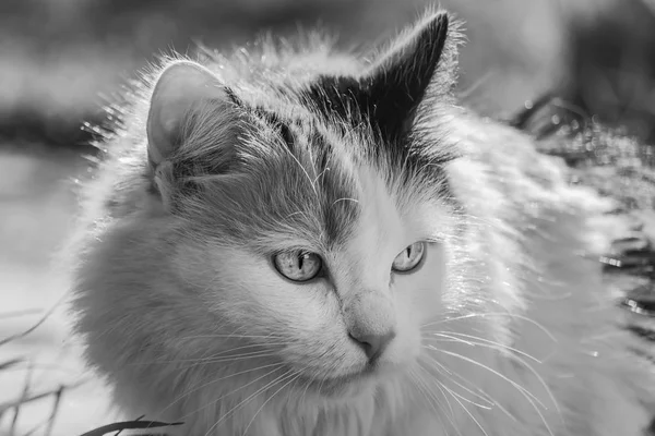 Portrait noir et blanc d'un beau chat adulte aux cheveux longs et duveteux de trois couleurs avec de gros yeux sur un fond flou — Photo