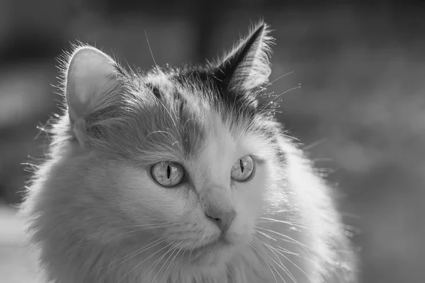 Portrait noir et blanc d'un beau chat adulte aux cheveux longs et duveteux de trois couleurs avec de gros yeux sur un fond flou — Photo
