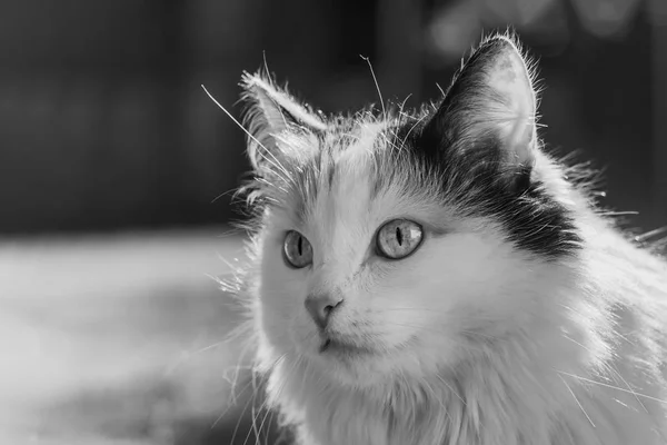 Retrato en blanco y negro de un hermoso gato de pelo largo mullido adulto de tres colores con grandes ojos sobre un fondo borroso —  Fotos de Stock