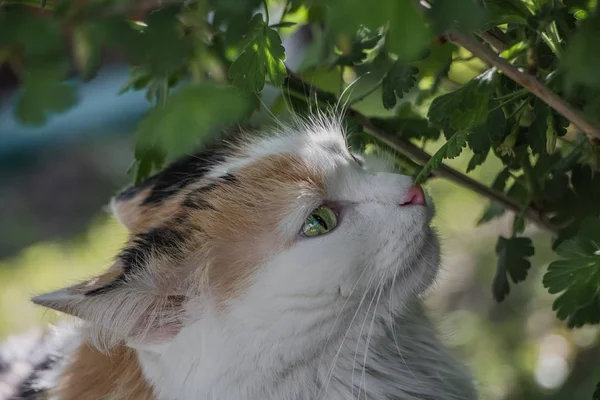 푸른 하늘 반사와 분홍색 코와 녹색 눈을 가진 아름다운 성인 솜털 긴 머리 트라이 컬러 고양이의 초상화는 여름에 정원에서 잘 익은 구스베리 부시에 의해 — 스톡 사진
