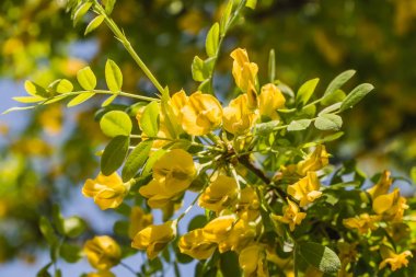 İlkbaharda parkta bulanık bir arka plan üzerinde yeşil yaprakları ile Güzel narin Sarı Akasya Çiçeği