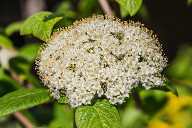 Sarı stamens Viburnum lantana veya wayfarer veya yaz aylarında parkta bulanık bir arka plan üzerinde yeşil yaprakları ile wayfaring ağaç ile beyaz çiçeklerin güzel hassas çiçeklenme