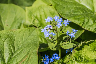 Mavi unut-me-değil çiçekler Primrose çiçekleri ile güzel yeşil yaprakları baharda çiçek