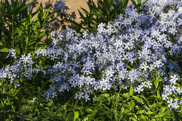 En grupp blå blommor vild blå Phlox eller Woodland Phlox eller vilda söta William med med gröna knoppar och löv är på en grön bakgrund gräs i en Park på sommaren — Stockfoto