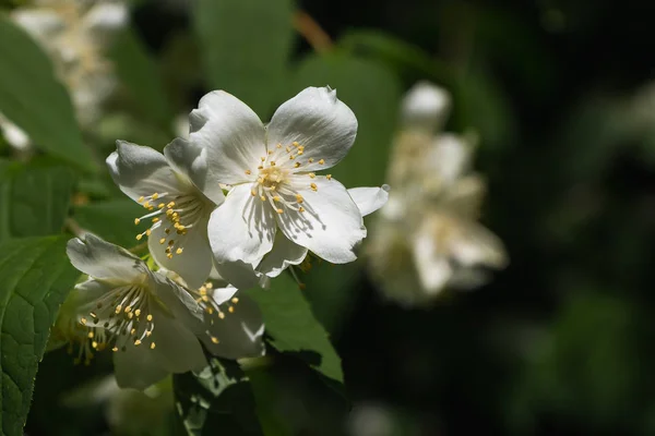 Linda inflorescência delicada de flores brancas com estames amarelos arbusto de chalupus com folhas verdes em um fundo verde desfocado no parque no verão — Fotografia de Stock