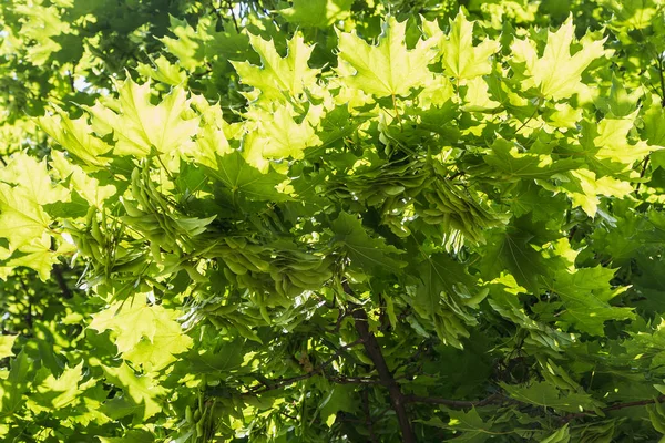 Galhos de bordo com folhas verdes jovens esculpidas e sementes no verão na luz do sol — Fotografia de Stock