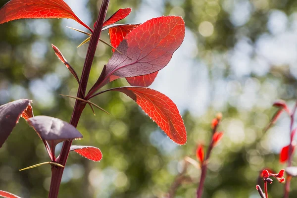 A bunch of barberry bush with red bright leaves and sharp thorns with bokeh light in a park in summer — Stock Photo, Image