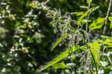 Yaz aylarında bir parkta bokeh ışık ile güzel bir yeşil arka plan üzerinde beyaz kabartmaile Yeşil genç ısırgan çiçekleri