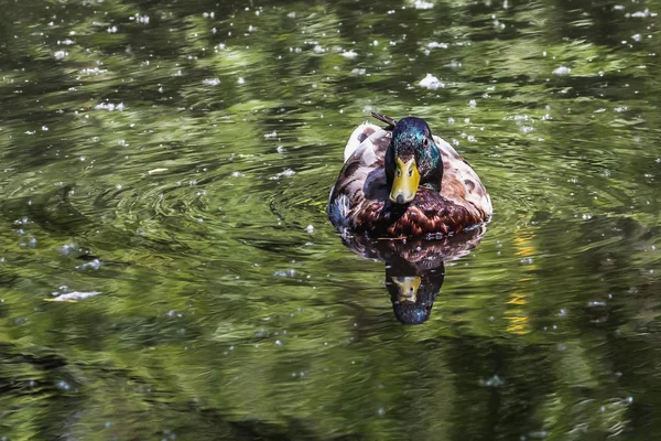 Braune Ente mit blauem Kopf schwimmt im Teich im Park — Stockfoto