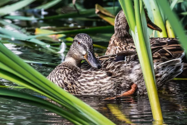 Nasse braune erwachsene Ente mit leuchtend orangefarbenen Augen reinigt Federn im Teich zwischen grünem Schilf im Park im Sommer auf dem Hintergrund andere Ente — Stockfoto