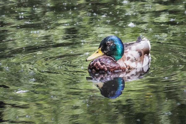 Brown adult duck with blue head is swimming in the pond in the park