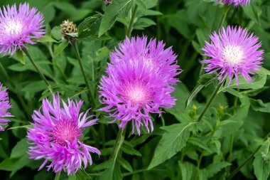 Siyah Knapweed veya Centaurea nigra yabani çiçekler bir grup ormanda yaz aylarında yetişir