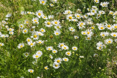 Bir yaz ormanında kır çiçekleri beyaz ilaç papatya bir buket