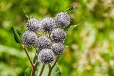 Bulanık yeşil bir arka plan üzerinde yaz aylarında bahçede mor yünlü burdock çiçekler