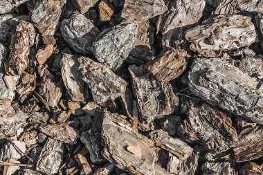 Kozalaklı ağaç deniz mili ve çatlaklar için toprak malçlama ile kahverengi kabuğu güzel bir yatay dokusuna