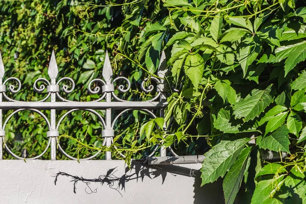 The beautiful green leaves of girlish grapes on a gray metal fence on a blurred background in a park in summer — Stock Photo, Image