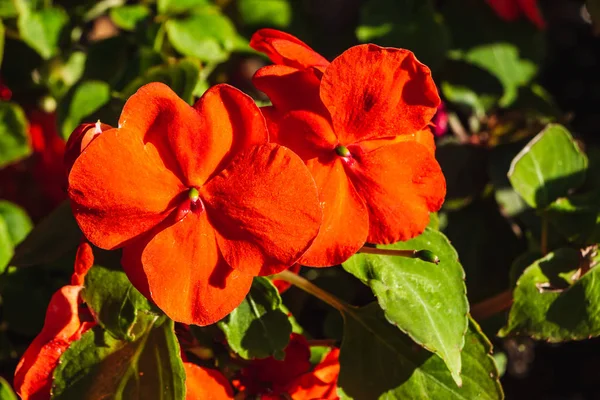 Balsamine ou nova guiné impatiens flores vermelhas no verão no fundo escuro — Fotografia de Stock