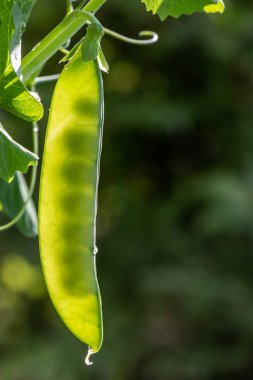 Su damlaları ile güzel küçük ıslak yeşil fidan tatlı bezelye bitkileri yağmurdan sonra bulanık yeşil arka plan üzerinde büyür. Dikey