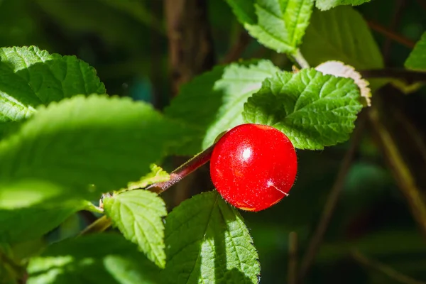 一个美丽的新鲜红色毡或中国樱桃浆果与年轻的绿叶在模糊的背景在夏日花园 — 图库照片