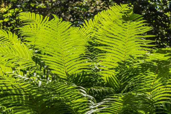 Vackra gröna blad av ormbunke växer på sommaren — Stockfoto