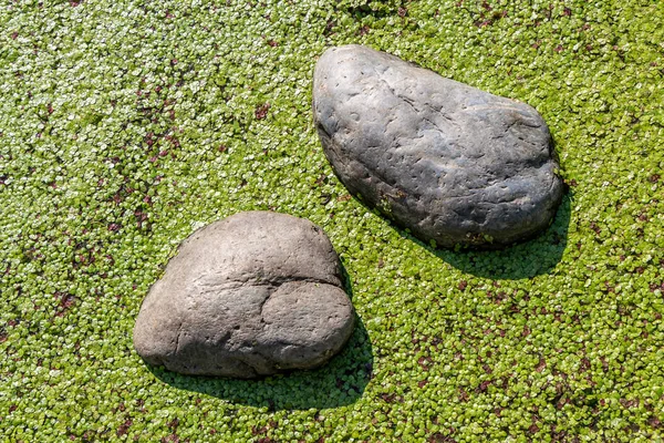 Schöne grüne horizontale Textur der Wasserlinsenpflanze auf einem Teich und zwei grauen großen glatten Steinen — Stockfoto