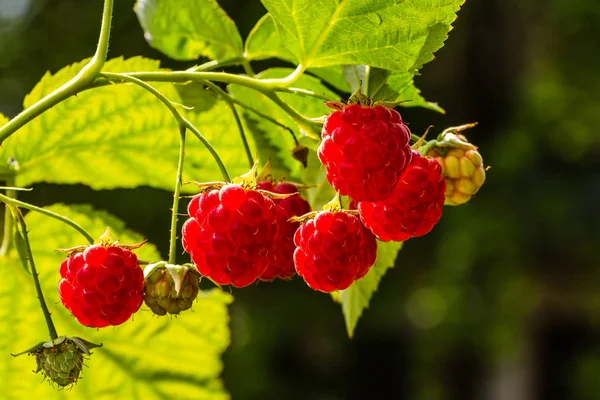 I ramoscelli di gruppo di bacche di lampone mature fresche rosse sono su un cespuglio di lampone con foglie verdi lucenti e gemme — Foto Stock