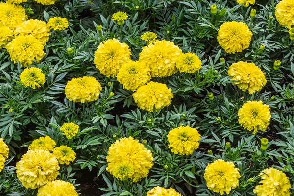 As flores de calêndula amarelas com folhas verdes em um parque no verão — Fotografia de Stock