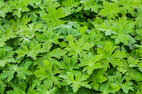 Güzel yeşil kavisli yaz aylarında bir bahçede çiçek yatağında Sardunya macrorrhizum yaprakları