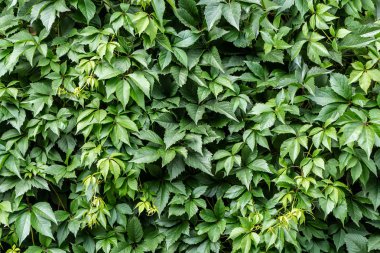 Kız sıcağında üzüm güzel yeşil yaprakları yatay bir doku yaz aylarında bir çit üzerinde