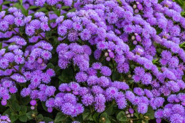 Mavi ve mor ageratum houstonianum veya yeşil yaprakları ile diş ipi çiçekleri ve yaz aylarında bir parkta bulunmaktadır