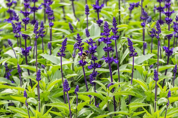 Blå og lilla Salvia farinacea med grønne blader og en stor gul humle er i en park om sommeren – stockfoto