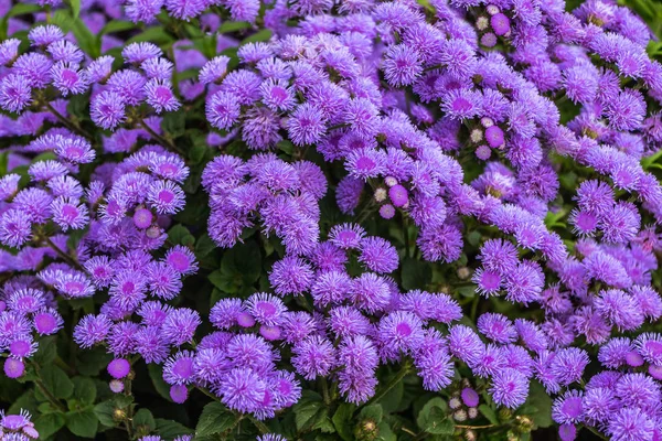 Azul y violeta ageratum houstonianum o flores de hilo dental con hojas verdes y están en un parque en verano —  Fotos de Stock