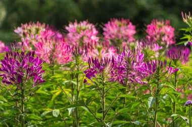 Mor ve kırmızı Cleome hassleriana çiçek veya Spinnenblume veya Cleome spinosa Grubu yeşil bulanık arka plan üzerinde