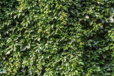 Kız üzüm güzel yeşil yaprakları yatay doku yaz aylarında bir çit üzerinde