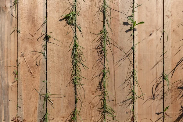 Beautiful vertical texture of brown boards with knots and with green grass is in the photo — Stock Photo, Image