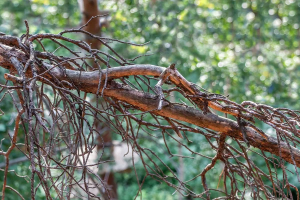 旧破碎的棕色干松枝的绿色模糊背景与散景光在夏天的森林 — 图库照片