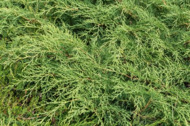 Açık rengin güzel dokusu Eşkıya çalılarının yeşil brunchları