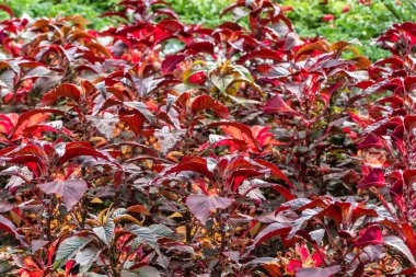 Yaz aylarında bir bahçede çiçek yatağında Amaranthus gangeticus veya üç renkli güzel kırmızı kavisli yaprakları