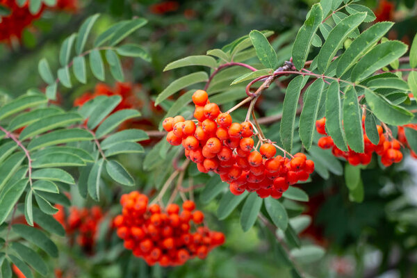 Bunch of bright orange and red ripe rowan berries with green leaves on the blur green background is in a park in autumn