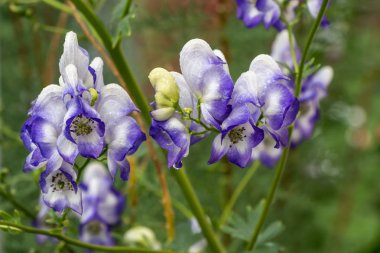 Islönme mor ve beyaz aconite çiçekler veya Aconitum napellus yeşil bulanık arka plan üzerinde