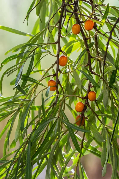 Bulanıklık yeşil arka plan üzerinde yeşil yaprakları ile parlak turuncu ve sarı olgun deniz dikeni çilek Demet sonbaharda bir bahçede