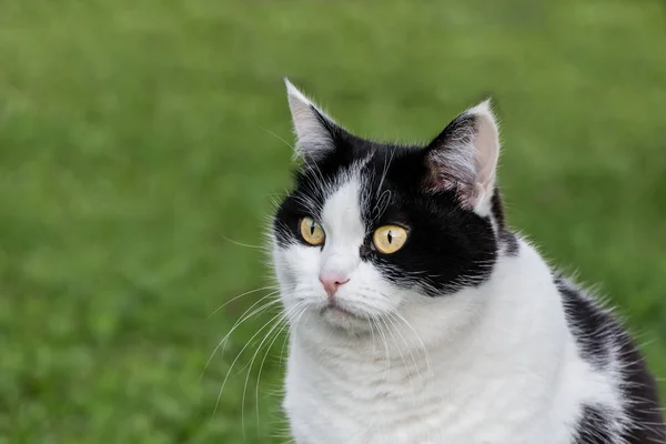 Πορτραίτο μιας όμορφης ενήλικης νεαρής μαύρης και λευκής γάτας με μεγάλα κίτρινα μάτια είναι στο θολό πράσινο φόντο — Φωτογραφία Αρχείου