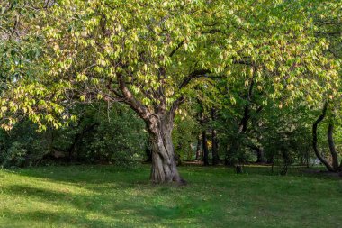 Kuş kiraz ağacı veya Latin Prunus maackii de Parkta sonbaharda güneşli bir günde sarı ve yeşil yaprakları ile Padus maackii